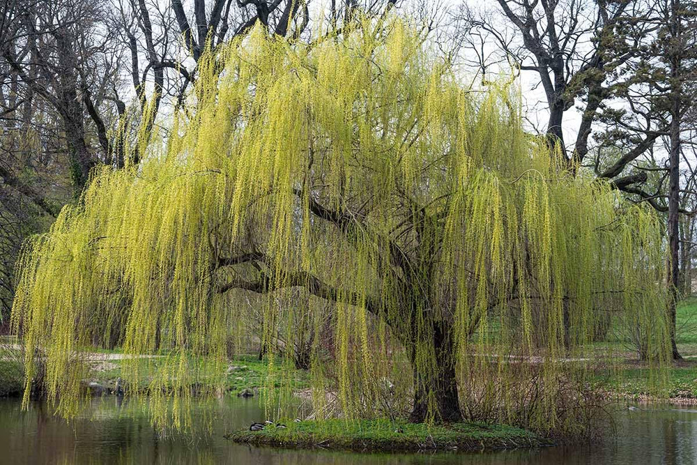 2 Willow Tree Seedlings 6-12'' Tall, Dormant, Bare Roots, Hardy Ornamental Tree for Garden Planting (Weeping Willow Bare Roots)