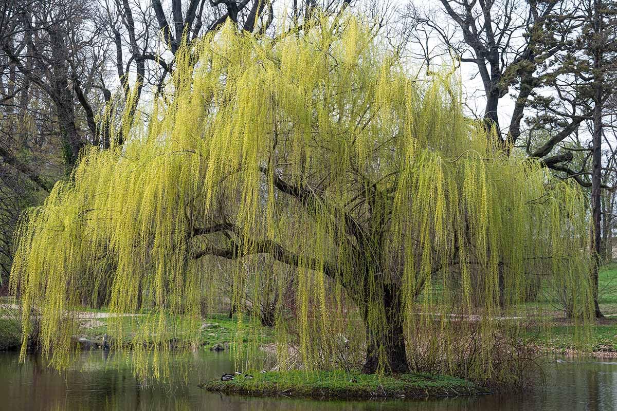 2 Willow Tree Seedlings 6-12'' Tall, Dormant, Bare Roots, Hardy Ornamental Tree for Garden Planting (Weeping Willow Bare Roots)