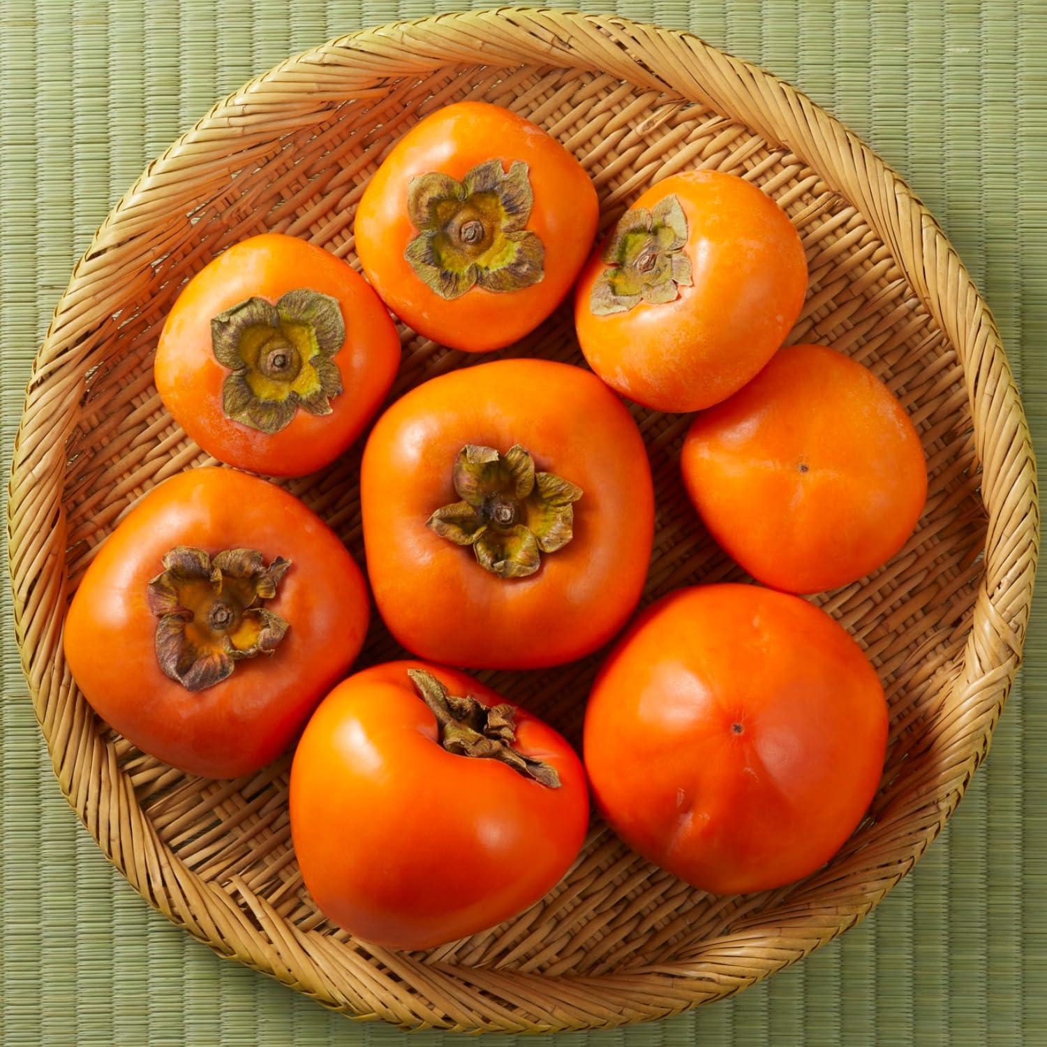 American Persimmon Trees Live Plants, High Yield Variety in Quart Pot Seedlings, 6 to 14 Inc Tall, Cold Hardy