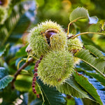 2 Chestnut Trees Bare Roots, Dormant, Hardy Chestnut Trees Seedlings 2-3 Feet, Outdoor Planting