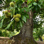 2 Chestnut Trees Bare Roots, Dormant, Hardy Chestnut Trees Seedlings 2-3 Feet, Outdoor Planting
