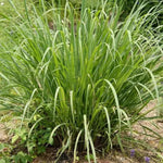 2 Rooted Lemongrass Stalks Plants for Planting 4 Inches Planting Indoor Outdoor Ornaments Perennial Garden Simple to Grow Pot