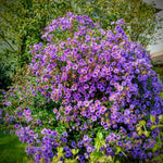 Aster Live Plant, Aster Plant Live, Perennial Asters Plants, Vibrant Flower Blooms, 5-7 Inches in Height for Growing (Purple)