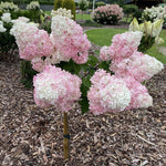 Dormant Hydrangea Live Plant Bush Shrub for Planting, 5 to 9" Hydrangea Tree Plant for Outdoor Planting, Change Color Flower Blooms (Pink to White to Red - Trim as Tree Hydrangea)