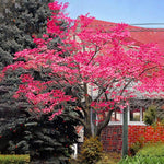 Sets 3 Pink Dogwood Trees Live Plants, 1 Year Old, 6 to 12" Tall in 2.5" Pot for Planting Outdoors, Cold Hardy, Zones 5-9