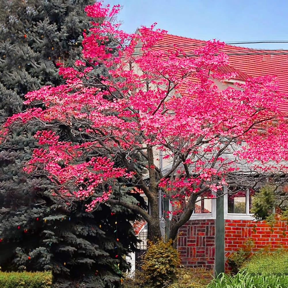 Sets 3 Pink Dogwood Trees Live Plants, 1 Year Old, 6 to 12" Tall in 2.5" Pot for Planting Outdoors, Cold Hardy, Zones 5-9