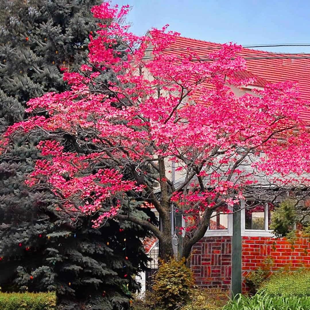 Sets 3 Pink Dogwood Trees Live Plants, 1 Year Old, 6 to 12" Tall in 2.5" Pot for Planting Outdoors, Cold Hardy, Zones 5-9