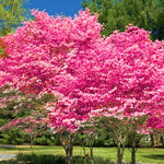 Set 2 Pink Dogwood Trees for Planting Outdoors, 6 to 12 Inc Tall in 2.5" Pot, Pink Flowering Dogwood Trees Live Plants, Pink Dogwood Tree Plants