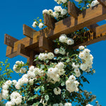 Live White Climbing Roses Plant, Starter Climbing Rose Bush Plant, 4-7" in Tall for Spring Planting