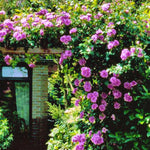 Rose Bush Live Plant, Heirloom Rose Plant Live for Planting, 5-10 Inch Tall, Fragrant Flowers Well Rooted Starter Plant, No Pot (Purple Rose)