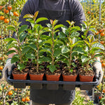 2 Persimmon Trees Seedlings, Well-Rooted Fruit Tree, 8-12 Inch Tall