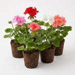 2 Mixed Geranium Plants Live, Vibrant Blooms, Hardy Perennial Geranium Flowers 4-8 Inches, Indoor Outdoor Planting