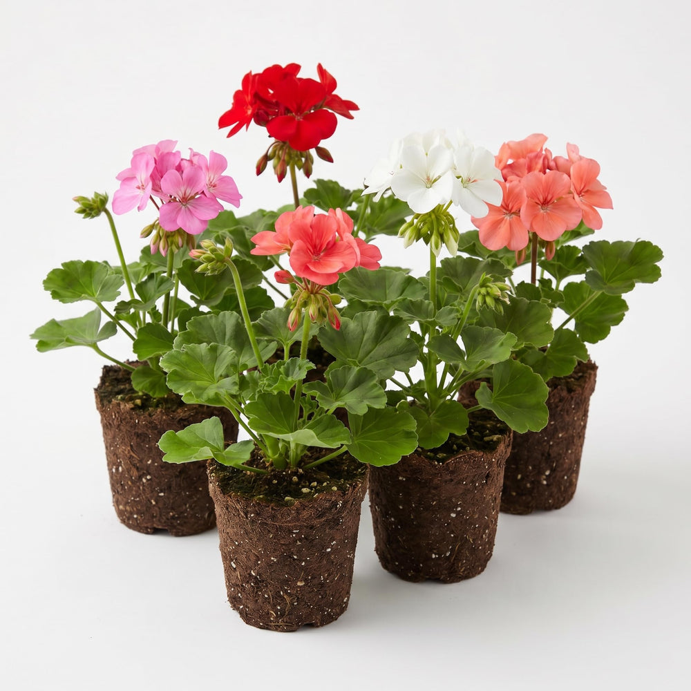 2 Mixed Geranium Plants Live, Vibrant Blooms, Hardy Perennial Geranium Flowers 4-8 Inches, Indoor Outdoor Planting