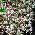 Set 2 Clerodendrum Plants Live, Light Bulb Chain of Glory Vine, Bell Shaped Flowers (Light Smithianum Wallichii Clerodendrum)
