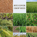 3 Lb Rye Cover Crop Seeds for Planting Lawn, Cover Crop Seeds, Garden Grass Seed, Easy to Plant
