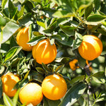 Valencia Orange Tree Live Plant in 1 Gallon Pot, 2-3 Ft Tall Citrus Fruit Tree - Sweet Orange Plant, Patio Outdoor Container Tree