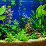 Set 300 Aquarium Grass Plant Seeds for Planting, Mix Aquarium Seeds, Ground Cover Freshwwater Grass Aquatic Seed Planting