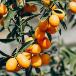 Kumquat Tree Plant in 1 Gallon Pot, 2-3 Ft Tall Citrus Fruit Tree, Sweet Kumquat Fruits - Outdoor Patio Container Plant
