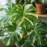 Set 2 Monstera Constellation Plants Live, Live Variegated Monstera Houseplants, Monstera Plant from 5 Inc Tall