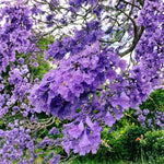 Jacaranda Tree for Planting, Purple Blue Flowering Jacaranda Tree Live Plant, 6-10'' Tall, Gardens and Landscapes Growing