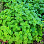 Set of 2 Lemon Balm Plants Live 4-6 Inches, Well Rooted Herbs Plants, Easy Grow, Outdoor and Container Planting