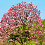 Magnolia Plant Live 6 to 12 Inches Tall, in 2.5 Inches Pot, Magnolia Tree Live Plant, Fragrant Magnolia Flowers (Jane Magnolia)