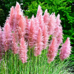2 Pink Pampas Grass Plants Live, 5-9 Inch Tall, Ornamental Grass Live Plants for Outdoor Landscaping