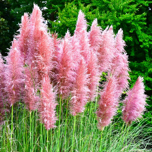 2 Pink Pampas Grass Plants Live, 5-9 Inch Tall, Ornamental Grass Live Plants for Outdoor Landscaping