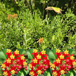 2 Tropical Milkweed Plants Live, Red Orange Color, Starter Size, 5-9" in Tall, Outdoor Planting, Spring Blooms, Cold Hardy, Perennial