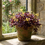 Set of 3 Purple Oxalis Plants Live, Oxalis Triangularis Shamrock Plants, 4 to 8 Inches for Hanging Basket, Container Growing
