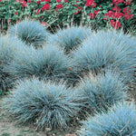 2 Blue Fescue Grass Plants Live for Spring Planting, Size 5-9" in Tall, Oranamental Grass for Outdoor Indoor