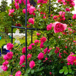 Live Pink Climbing Roses Plant, Starter Climbing Rose Bush Plant, 4-7" in Tall for Spring Planting