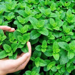 Spearmint Plant Live in 4'' Pot, Mint Herb Plants for Culinary and Garden Growing, Perennial Herbs