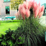 2 Mix Pampas Grass Plants Live, 5-9 Inch Tall, Ornamental Grass Live Plants for Outdoor Landscaping
