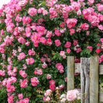 Live Pink Climbing Roses Plant, Starter Climbing Rose Bush Plant, 4-7" in Tall for Spring Planting