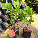 Pink Guava Tree Live Plant, 10 Inc Tall, Sweet Fruit Tree, Live Guava Tropical Plant for Home Garden