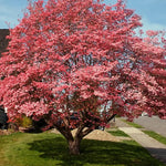 Sets 3 Pink Dogwood Trees Live Plants, 1 Year Old, 6 to 12" Tall in 2.5" Pot for Planting Outdoors, Cold Hardy, Zones 5-9