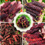 Pack 3 Mulberry Tree Live Plant for Growing 4 to 8 Inch Tall, Dwarf Everbearing Mulberry Bush Live Plant, Mulberry Plant Live Home Garden (Pakistan Mulberry)