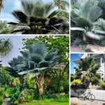 Palm Tree Live Plant, Fully Rooted in 3 Gallon Pot, Rare Tropical Plant Live for Indoor or Outdoor Growing, Giant