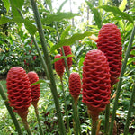 2 Awapuhi Shampoo Ginger Live Plants, Red Shampoo Ginger 4-7 Inch, Red Ginger Lily, Zingiber Zerumbet, Outdoor Growing, Ready to Grow