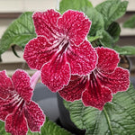 Strawberry Ice Streptocarpus Lady Slipper Plants in 3.25 Inch Pot, Live Flowering Houseplant for Patio, Containers and Indoor Gardening