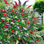 2 Butterfly Bush Live Plants, Mix Buddleia Shrubs, 5–9 Inch Tall, Fragrant Flowering Shrubs, No Pot