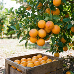 Air Layered Meyer Lemon Bush 1.5-2 Ft Tall, Lemon Citrus Tree for Backyard, Patio Pots and Indoor Fruit Growing