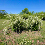 Mock Orange Shrub in Quart Pot, 6-12 Inches Tall, Fragrant Flowering Shrub, Easy Grow Garden Plants