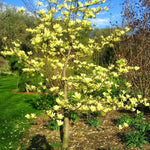 Magnolia Tree Live Plant 12 to 18 Inch Tall, Fragrant Magnolia Plant Live, Magnolia Bush Live Plant in Gallon Pot (Yellow Bird Magnolia)