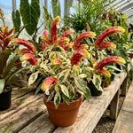 2 Variegated Shrimp Plants Live, 4-7 Inc Tall, Vibrant Flower Starter Plant for Garden or Patio