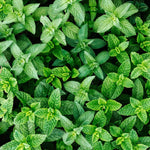 Set of 2 Spearmint Plants Live 4-6 Inches, Perennial Mint Plants, Fragrant Herbs for Growing Outdoor Indoor