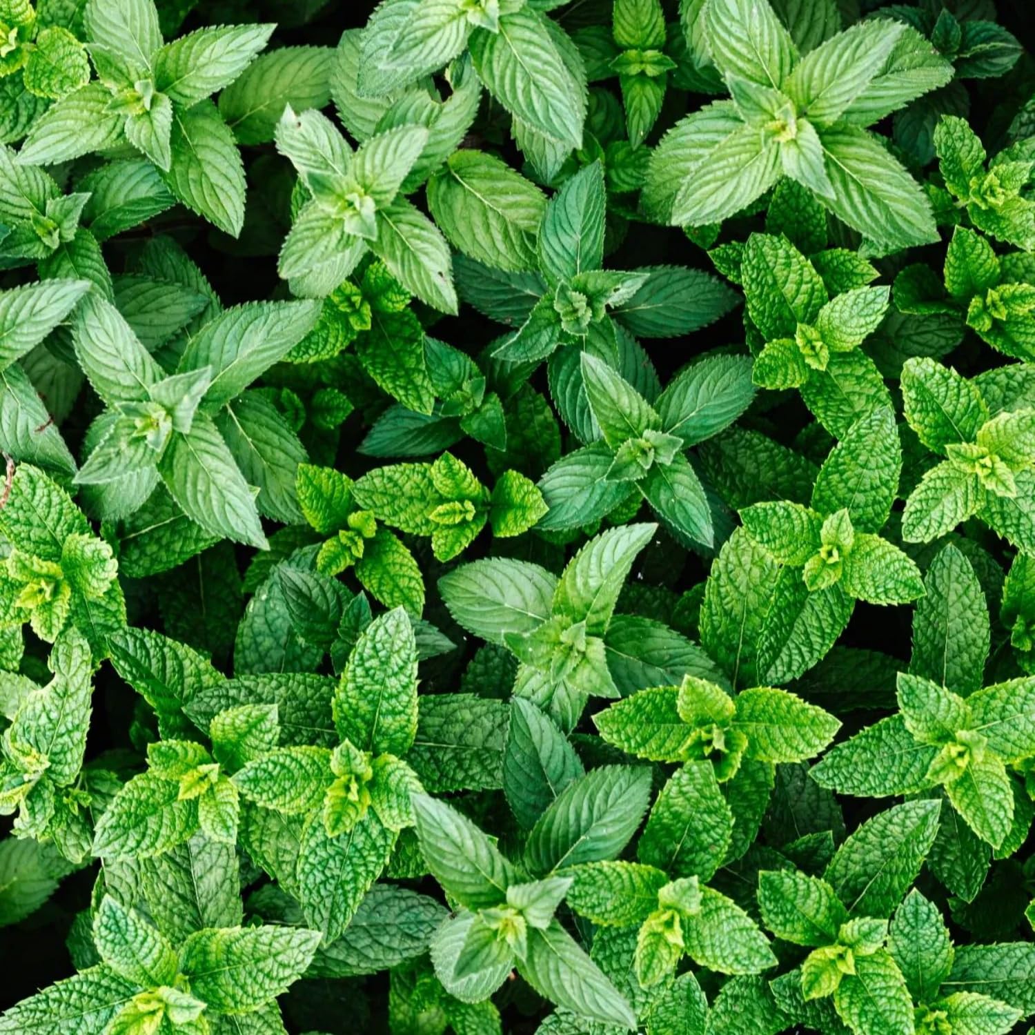 Set of 2 Spearmint Plants Live 4-6 Inches, Perennial Mint Plants, Fragrant Herbs for Growing Outdoor Indoor