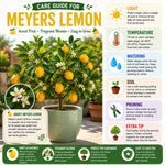Live Meyer Lemon Plant, Yellow Air-Layered Lemon Citrus in Gallon Pot, 1-2 Feet Tall for Outdoor Garden