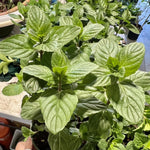 Set 3 Random Mint Plants Live, Indoor Outdoor Herbs Mixed Plants, Well-Rooted and Cold Hardy for Spring Garden